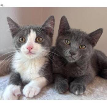 Bandit Dell, adopt with a sibling -  Domestic Short Hair Cat for Adoption in Hudson, Massachusetts - Bandit Dell, Adopt With A Sibling | PetCurious