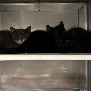 Pip -  Domestic Short Hair Cat for Adoption in Hawthorne, California - Pip | PetCurious