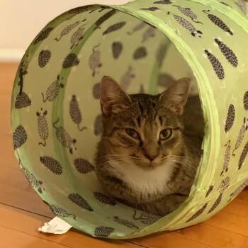 Rescue Domestic Short Hair Cats for Adoption in Evanston, Illinois - Alcott | PetCurious