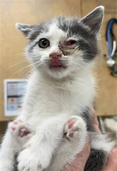 BURR -  Domestic Short Hair Cat for Adoption in Aliquippa, Pennsylvania - BURR | PetCurious