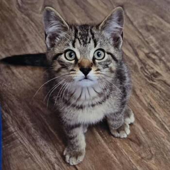Drayton -  Domestic Short Hair Cat for Adoption in Guelph, Ontario - Drayton | PetCurious