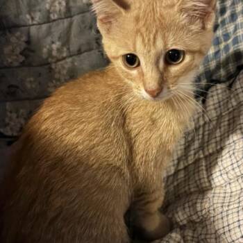 Sophia.m -  Domestic Short Hair Cat for Adoption in Tampa, Florida - Sophia.m | PetCurious