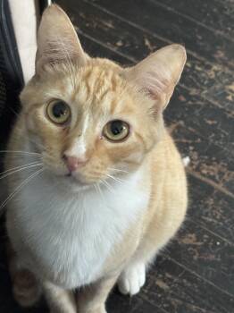 Rescue Domestic Short Hair Cats for Adoption in Hoboken, New Jersey - Sparky | PetCurious