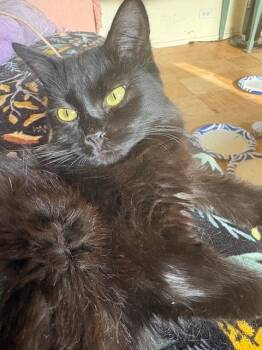 Domestic Medium Hair Cats Available for Adoption in Santa Cruz, California - Blondie | PetCurious