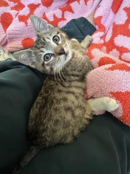 Sneakers -  Tabby Cat for Adoption in Walnut Creek, California - Sneakers | PetCurious
