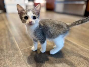 Whimsy -  Domestic Short Hair Cat for Adoption in Ferndale, Michigan - Whimsy | PetCurious