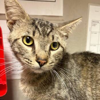 Big boy -  Domestic Short Hair Cat for Adoption in Yuma, Arizona - Big Boy | PetCurious