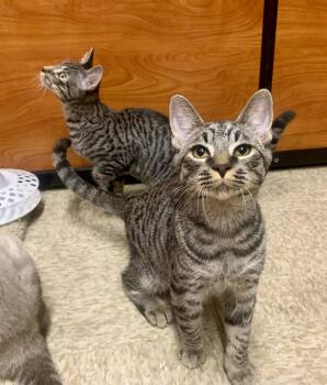 Rescue Domestic Short Hair Cats for Adoption in San Jose, California - Bobby | PetCurious