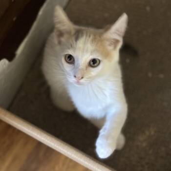 Butterfly -  Domestic Short Hair Cat for Adoption in Lakewood, California - Butterfly | PetCurious