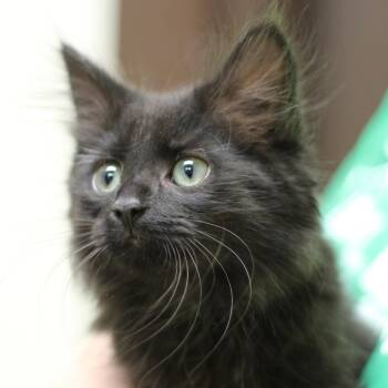Iris -  Domestic Medium Hair Cat for Adoption in Versailles, Kentucky - Iris | PetCurious