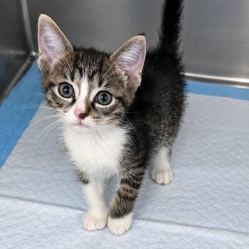 Seltzer -  Domestic Short Hair Cat for Adoption in West Palm Beach, Florida - Seltzer | PetCurious