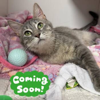 Napkin -  Domestic Short Hair Cat for Adoption in Waynesville, North Carolina - Napkin | PetCurious