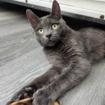 Dudley -  Domestic Short Hair Cat for Adoption in Talent, Oregon - Dudley | PetCurious