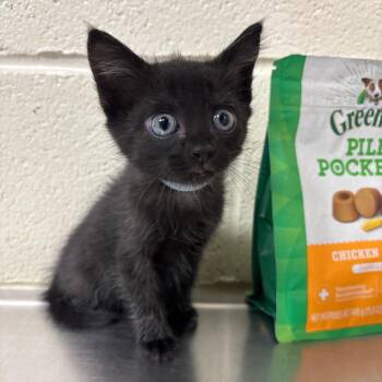 Opal -  Domestic Short Hair Cat for Adoption in Roxboro, North Carolina - Opal | PetCurious