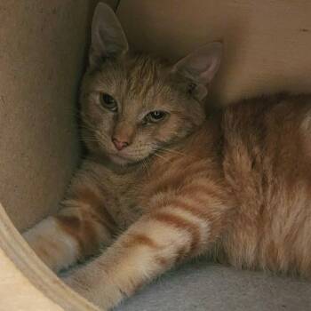 Fresca -  Domestic Short Hair Cat for Adoption in Nashville, Tennessee - Fresca | PetCurious