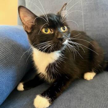 Rescue Tuxedo Cats for Adoption in Honeoye, New York - Willow | PetCurious