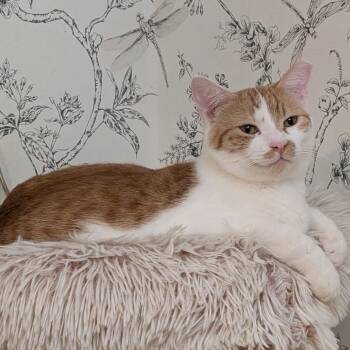 Fred (Young Adult) -  Domestic Short Hair Cat for Adoption in Los Altos, California - Fred (Young Adult) | PetCurious
