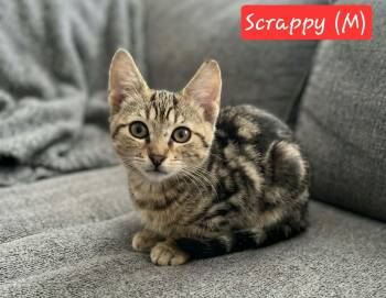 Scrappy -  Domestic Short Hair Cat for Adoption in Ephrata, Washington - Scrappy | PetCurious