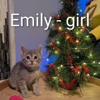 Rescue American Shorthair Cats for Adoption in Collinsville, Oklahoma - Emily | PetCurious