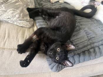 Morticia -  Domestic Short Hair Cat for Adoption in Fenton, Missouri - Morticia | PetCurious