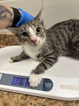 Rescue Domestic Short Hair Cats for Adoption in Batavia, Ohio - Crown Royal | PetCurious