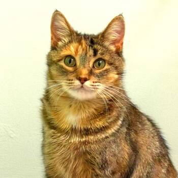 Edamame -  Domestic Short Hair Cat for Adoption in New York, New York - Edamame | PetCurious