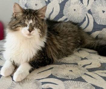 Domestic Medium Hair Cats Available for Adoption - Jingle (BLIND) (In Foster) | PetCurious