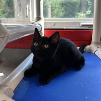 Iris -  Domestic Short Hair Cat for Adoption in North Haven, Connecticut - Iris | PetCurious