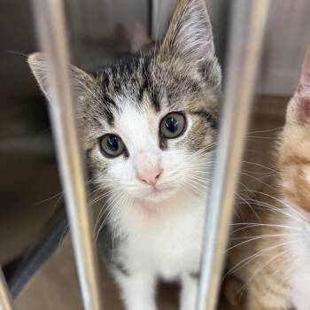 Matilda -  Domestic Short Hair Cat for Adoption in Morristown, Vermont - Matilda | PetCurious