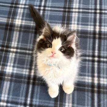 Lawnmower -  Domestic Medium Hair Cat for Adoption in Parkersburg, West Virginia - Lawnmower | PetCurious