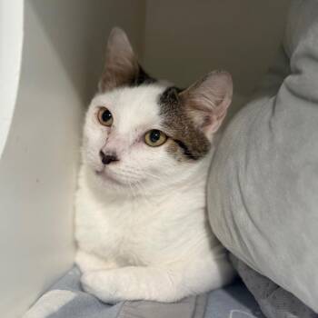 Domestic Short Hair Cats Available for Adoption - WRITER | PetCurious