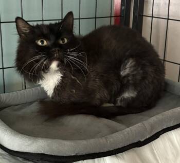 Tabitha -  Domestic Long Hair Cat for Adoption in Harpers Ferry, West Virginia - Tabitha | PetCurious