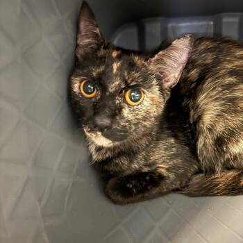 Bagel -  Domestic Short Hair Cat for Adoption in Manhattan, Kansas - Bagel | PetCurious