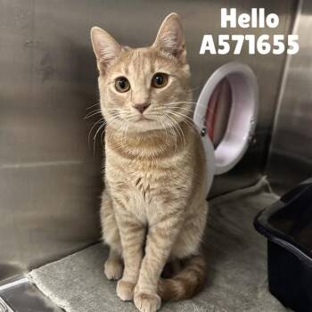 HELLO -  Domestic Short Hair Cat for Adoption - HELLO | PetCurious