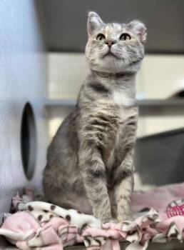 Domestic Short Hair Cats Available for Adoption in Humboldt, Iowa - Blizzard | PetCurious