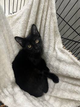 Jackie -  Domestic Short Hair Cat for Adoption in Yorkville, Illinois - Jackie | PetCurious