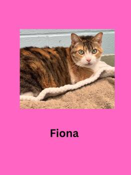 Domestic Short Hair Cats Available for Adoption in Ravenna, Ohio - Fiona | PetCurious