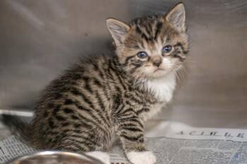 MACY -  Domestic Short Hair Cat Available for Adoption in Charlotte, North Carolina - MACY | PetCurious