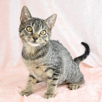 Enana -  Domestic Short Hair Cat for Adoption in Mobile, Alabama - Enana | PetCurious