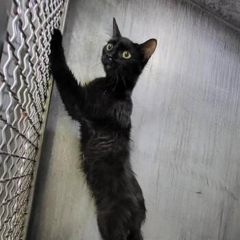 Domestic Long Hair Cats Available for Adoption in San Antonio, Texas - DANIELLA | PetCurious