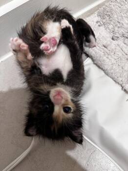 Domestic Short Hair Cats Available for Adoption in Brewster, New York - Savannah | PetCurious