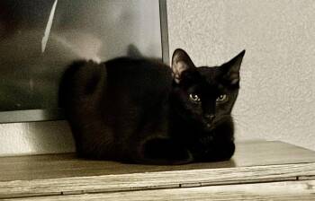 Comet -  Domestic Short Hair Cat for Adoption in Oviedo, Florida - Comet | PetCurious