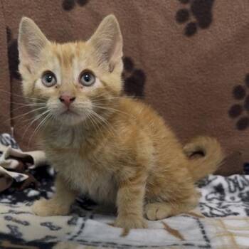 Billy Bob (SGN) -  Domestic Short Hair Cat Available for Adoption in Janesville, Wisconsin - Billy Bob (SGN) | PetCurious
