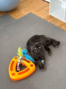 Rescue Domestic Long Hair Cats for Adoption in Crompond, New York - Jack (FeLV/FIV Positive) | PetCurious
