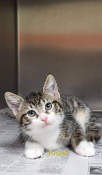 Puckett -  Domestic Short Hair Cat for Adoption in Marion, Mississippi - Puckett | PetCurious