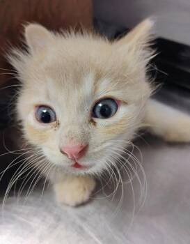 Domestic Medium Hair Cats Available for Adoption in El Paso, Texas - 60932296 | PetCurious