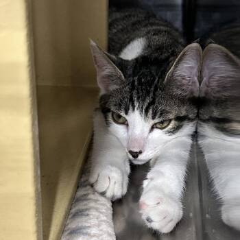 Garth -  Domestic Short Hair Cat for Adoption in Spokane, Washington - Garth | PetCurious