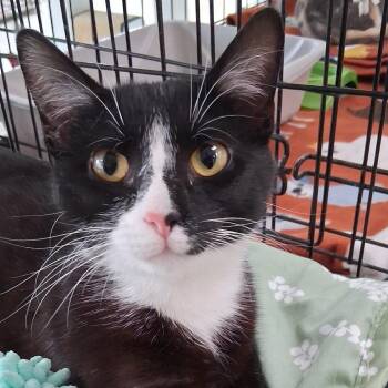 Domestic Short Hair Cats Available for Adoption in Riverwoods, Illinois - Jasper | PetCurious