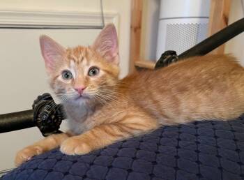 Rescue Domestic Short Hair Cats for Adoption in Rossville, Maryland - Beefsteak | PetCurious