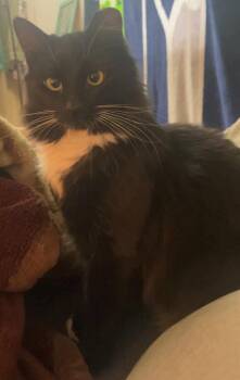 Domestic Medium Hair Cats Available for Adoption - Midnight (Courtesy Post) | PetCurious